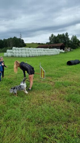 Hund-Freising-Dachdecker